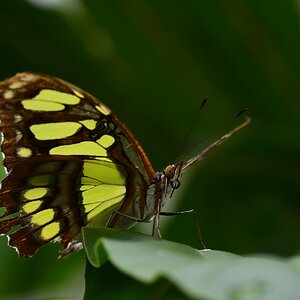 WU7 1032 Schmetterling 1