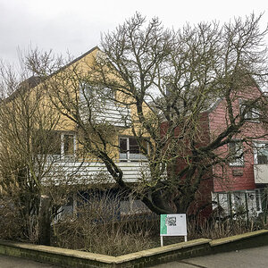 Helgoland Maulbeerbaum