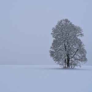 WU7 1095 Baum 1
