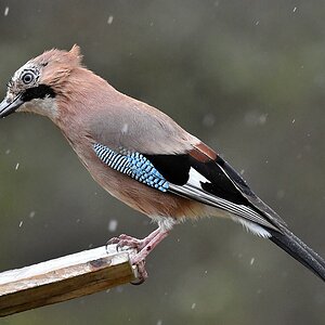 comp JEM 0129


Der Eichelhäher (Garrulus glandarius)