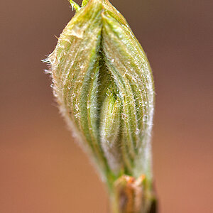 Eberesche 1
