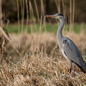 D50 9318 Reiher im Schilf IA 2 2018