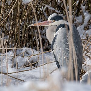 D50 0453 frierender Graureiher im Schilf IA 2 2018