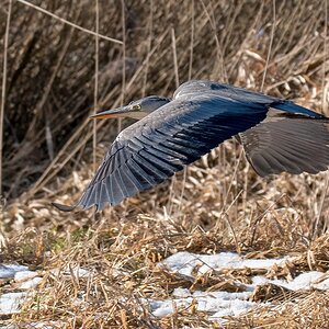 D50 7007 tieffligender Reiher IA 1 2017