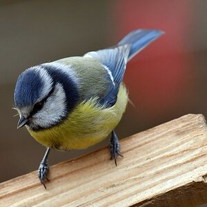comp JEM 6745

Blaumeise