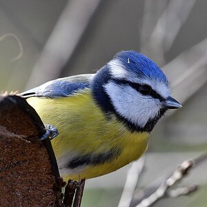 comp JEM 4038

Blaumeise