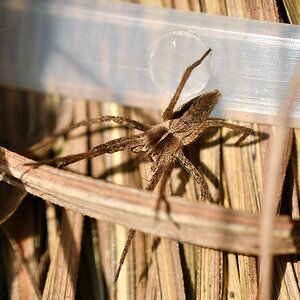 comp JEM 4148

Listspinne  2018