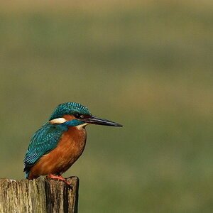 Eisvogel. 00002 00004