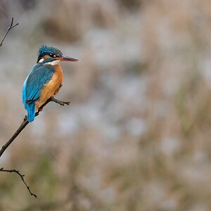 D75 1304 Frau Eisvogel hält Ausschau IA 2 2026