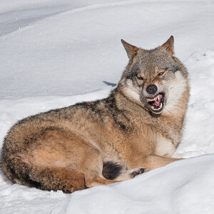 Wolf im Tierfreigelände Bayerischer Wald / Ludwigsthal