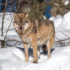 Wolf im Tierfreigelände Bayerischer Wald / Ludwigsthal
