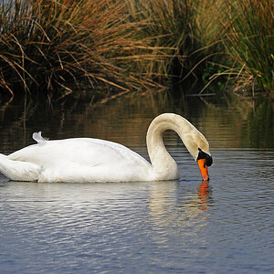 D3S9717Axl