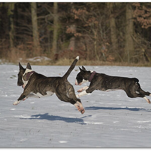 20180218 Wald 0897
D5 + 24-120/4,0