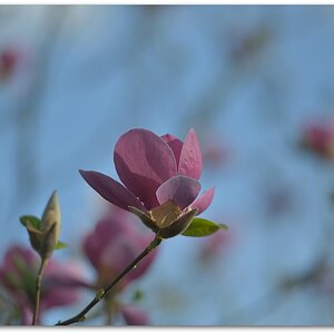MNE 2830
D800 + 70-200/2,8 II