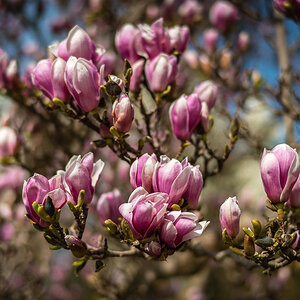 Magnolien