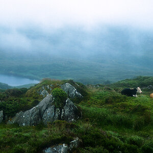beara kühe Bearbeitet