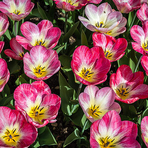 Blumenbeet
