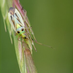D50 2947 unbekannter Käfer IIA 6 2017