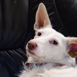 Ronja