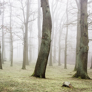 Nebelwald 2