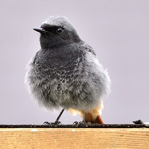 Hausrotschwanzmännchen