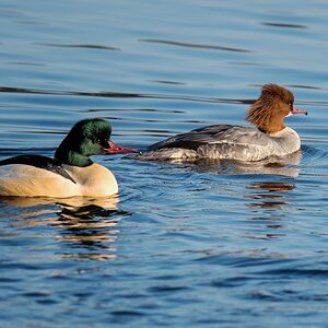 D50 8730 Herr und Frau Gänsesäger IA 12 2017