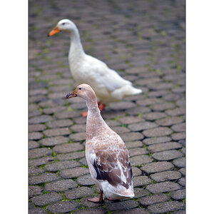 MorgenPZ1 5874