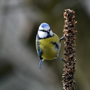 comp JEM 0739

Blaumeise