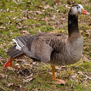Gänse Yoga