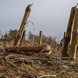 Maisstoppel 1