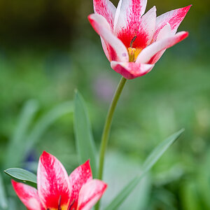 Tulpen