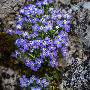 Blümchen am Felsen