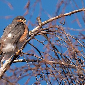 D50 8903 Sperber Männchen IA 01 2018