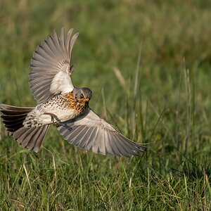 D50 9071 Walcholderdrossel LandeanflugIA 1 2018