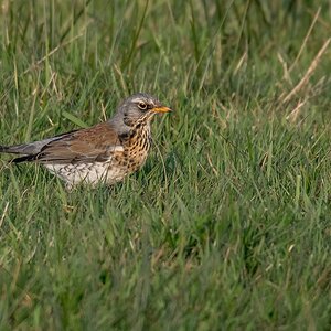 D50 9019 Wacholderdrossel IA 1 2018