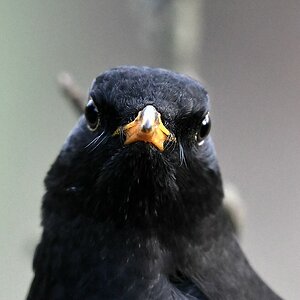 comp JEM 4254

Amsel