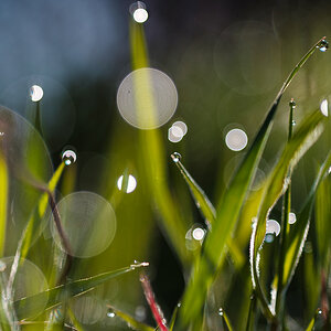 Wassertropfen 0292