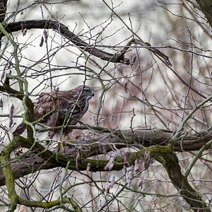 Bussard 2018 3