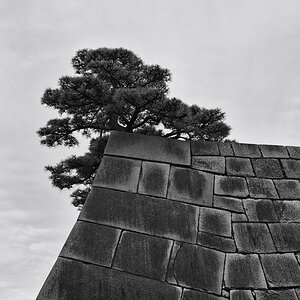 Tokyo
Kaiserpalast
Burgmauer mit Schwarzpinie
