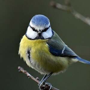 comp JEM 4392

Blaumeise