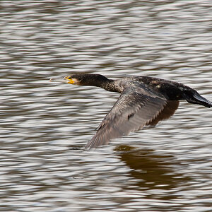 Kormoran 8078