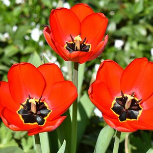 3Tulpen