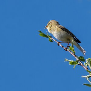 D50 3789 Buschrohrsänger IA 5 2018