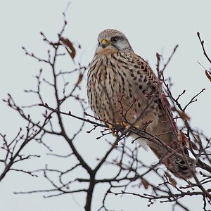 D75 7878 Turmfalke IA 3 2018