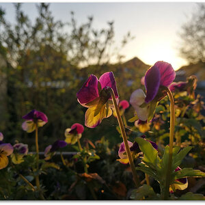 IMG 20180411 193832
Huawei P10