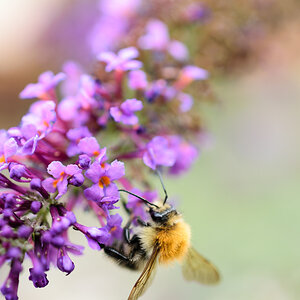Biene auf Lavendel