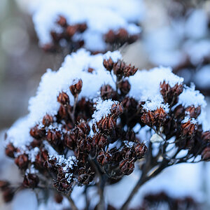 verschneite Knospen