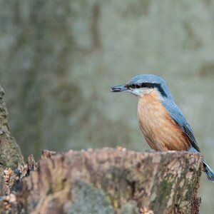 Der Kleiber. Fotografiert mit der D90 und dem Tamron 70-200 2.8usd vc