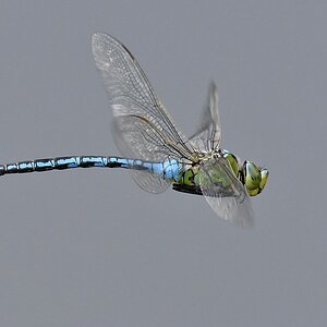comp JEM 0615



Seine Majestät im Flugmodus ( Königslibelle )