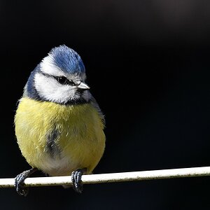 comp JEM 1133

Blaumeise